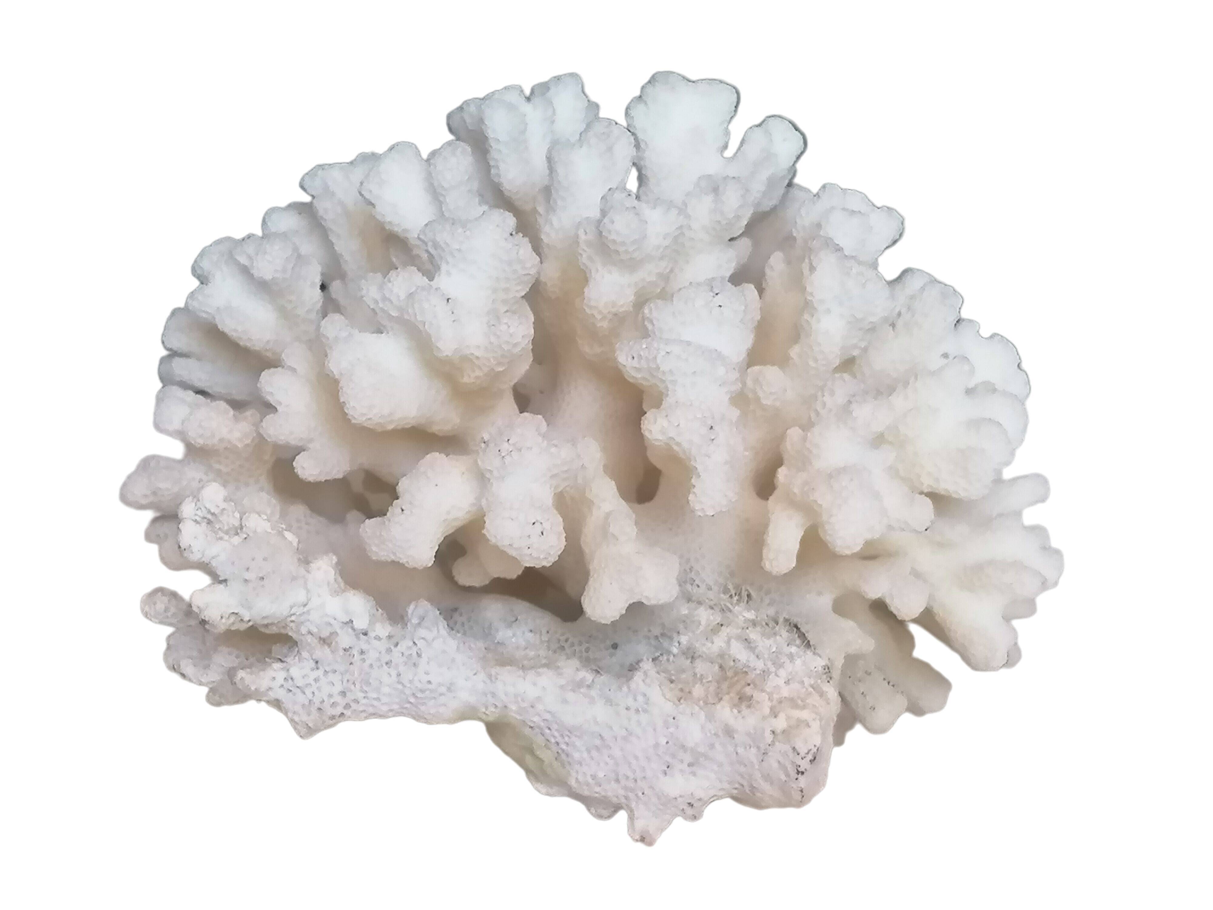 Corail blanc authentique