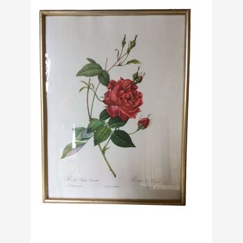 Illustration de Redouté, rose du bengale