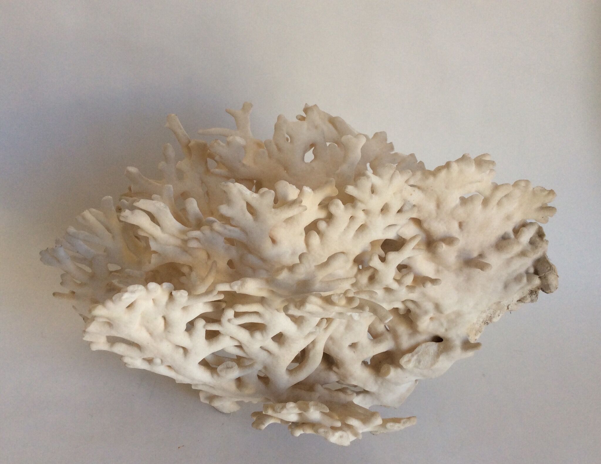 Corail blanc ancien