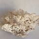 Corail blanc ancien