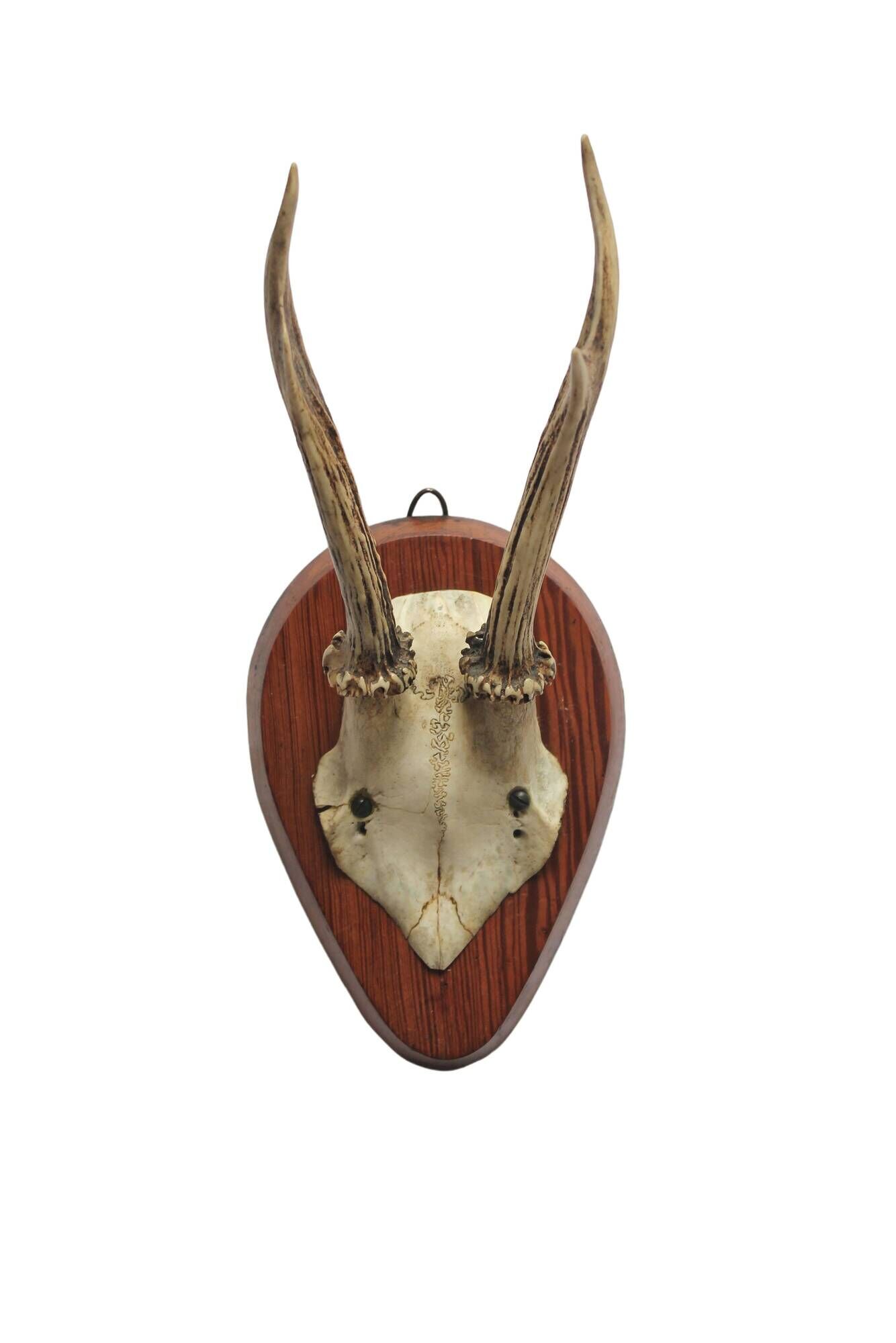 Curiosity Cabinet Hunting Trophy on Vintage Wooden Base