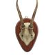 Curiosity Cabinet Hunting Trophy on Vintage Wooden Base