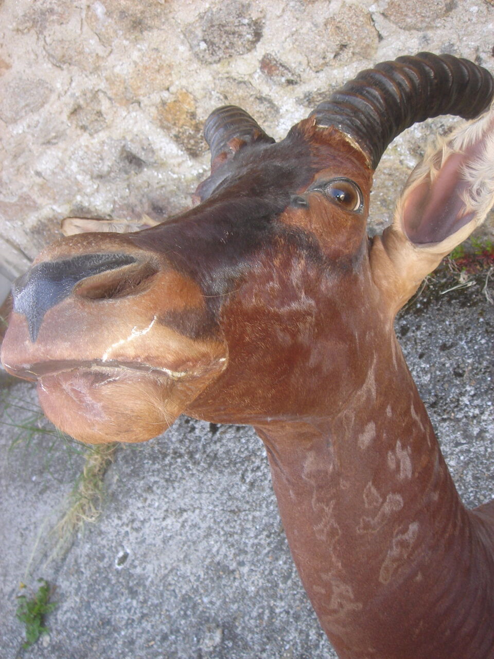 Hunting trophy: African Damalisque gazelle