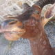 Hunting trophy: African Damalisque gazelle