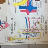Map of school Rossignol, the skeleton and excretion