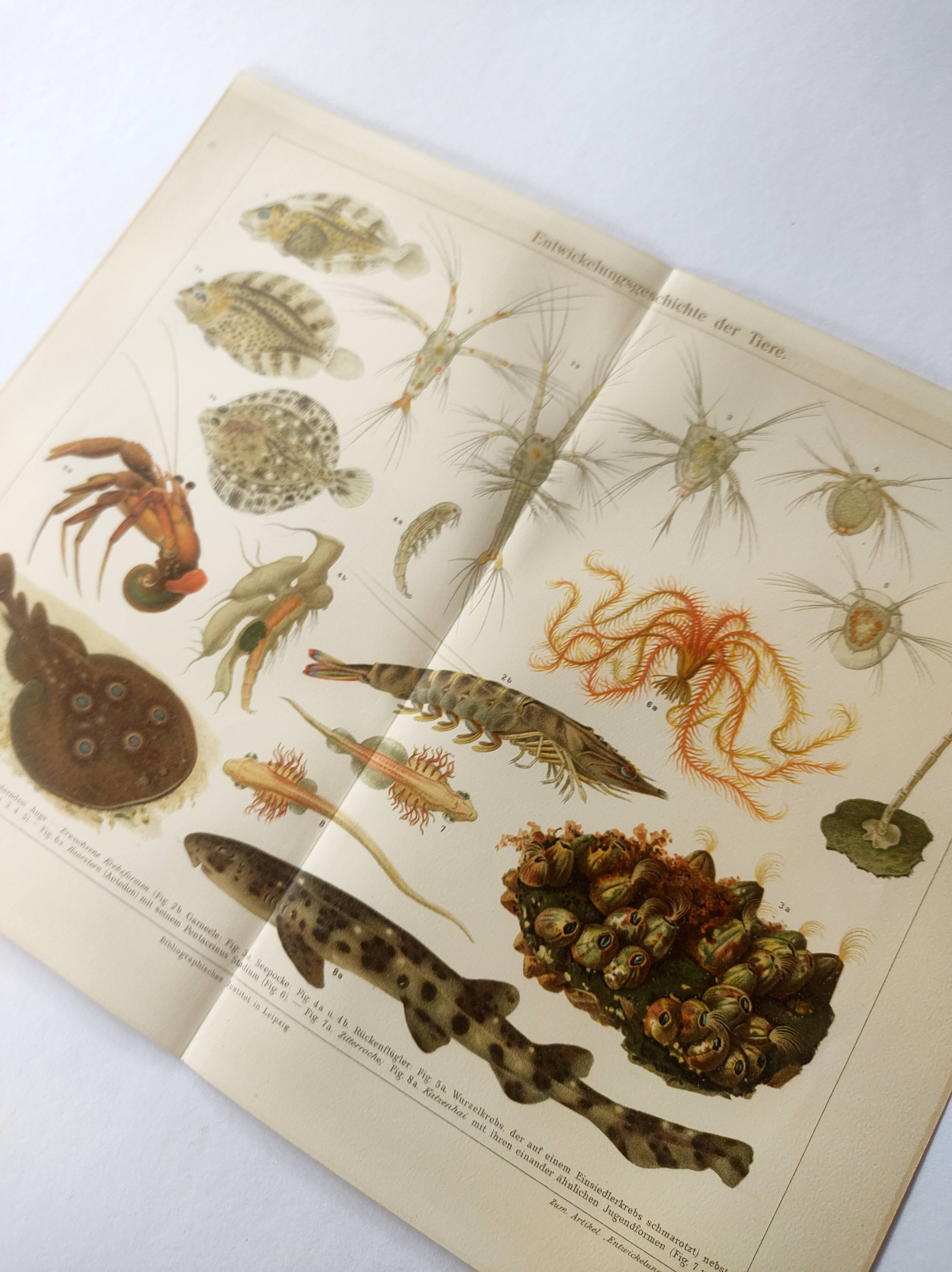 Antique lithograph 1909 - Animals and evolution - zoological plate