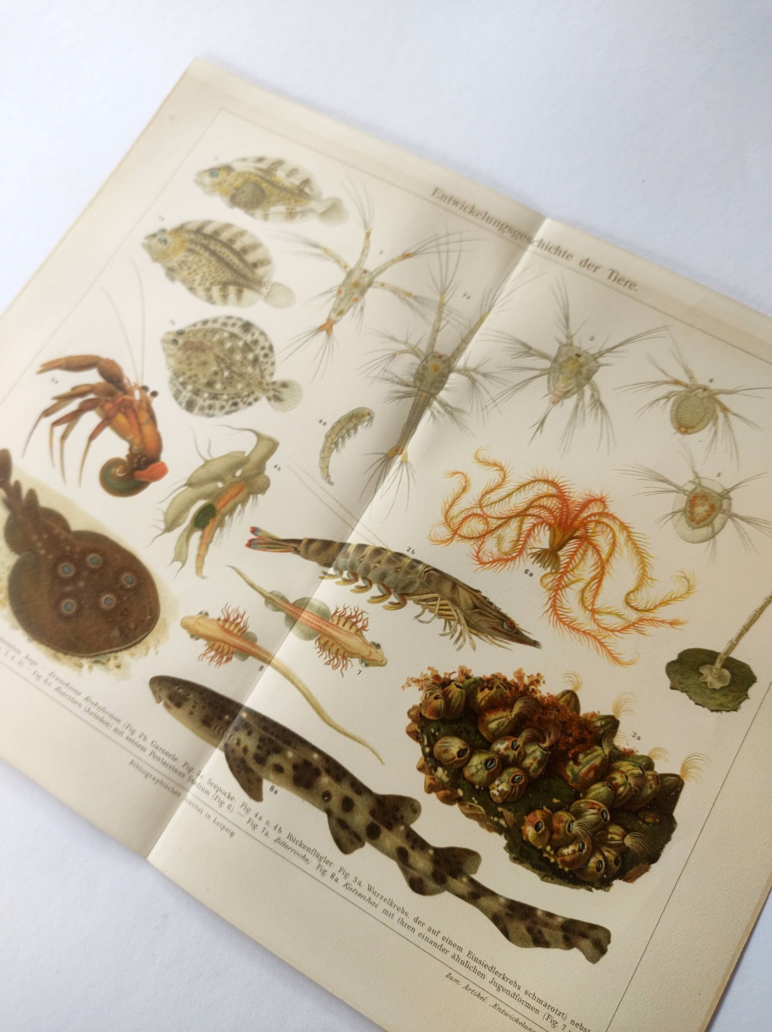 Lithographie ancienne 1909 - Animaux et évolution - planche zoologique