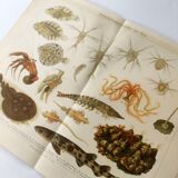 Lithographie ancienne 1909 - Animaux et évolution - planche zoologique