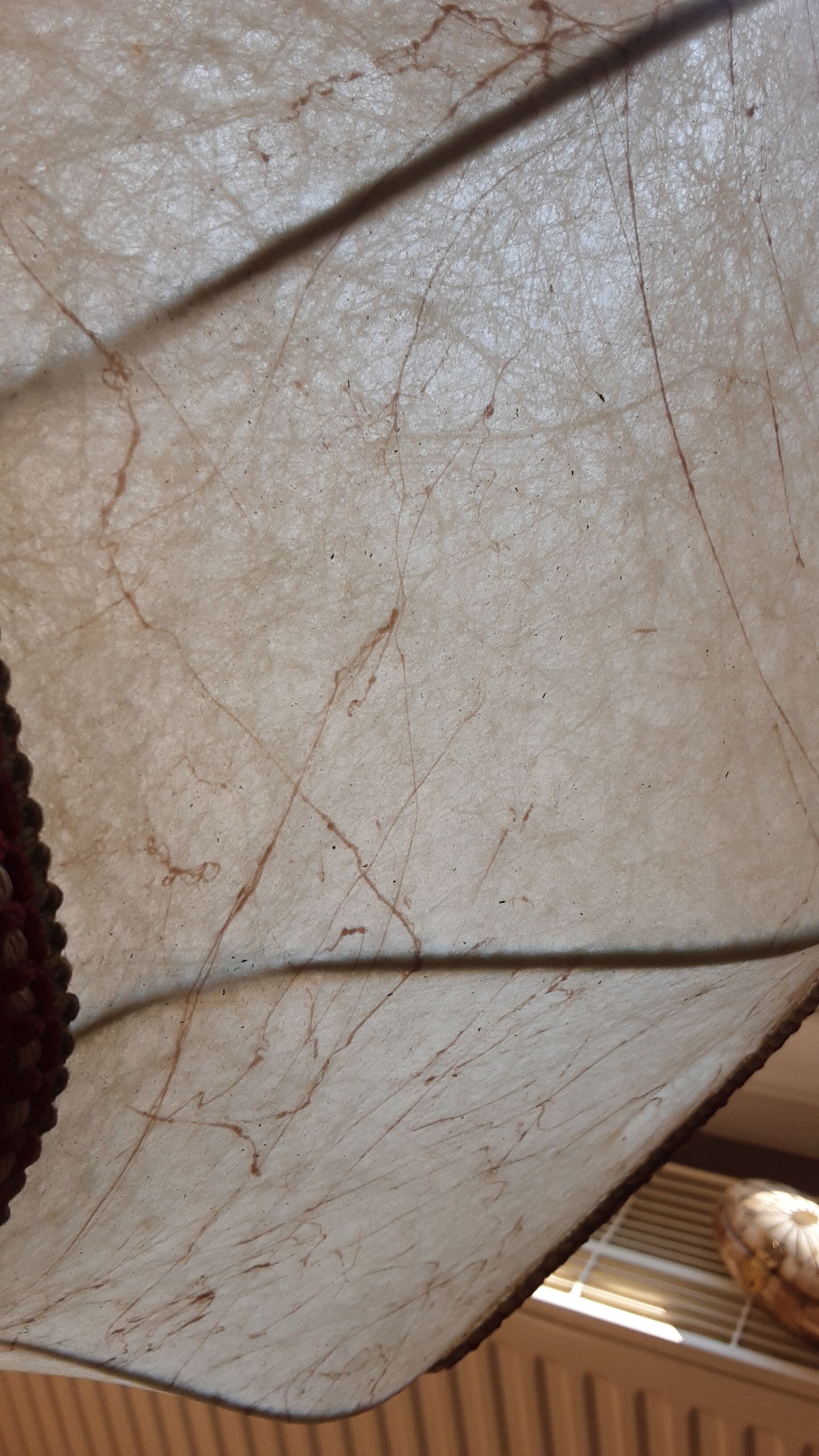 Old lampshade in pork bladder - trimess