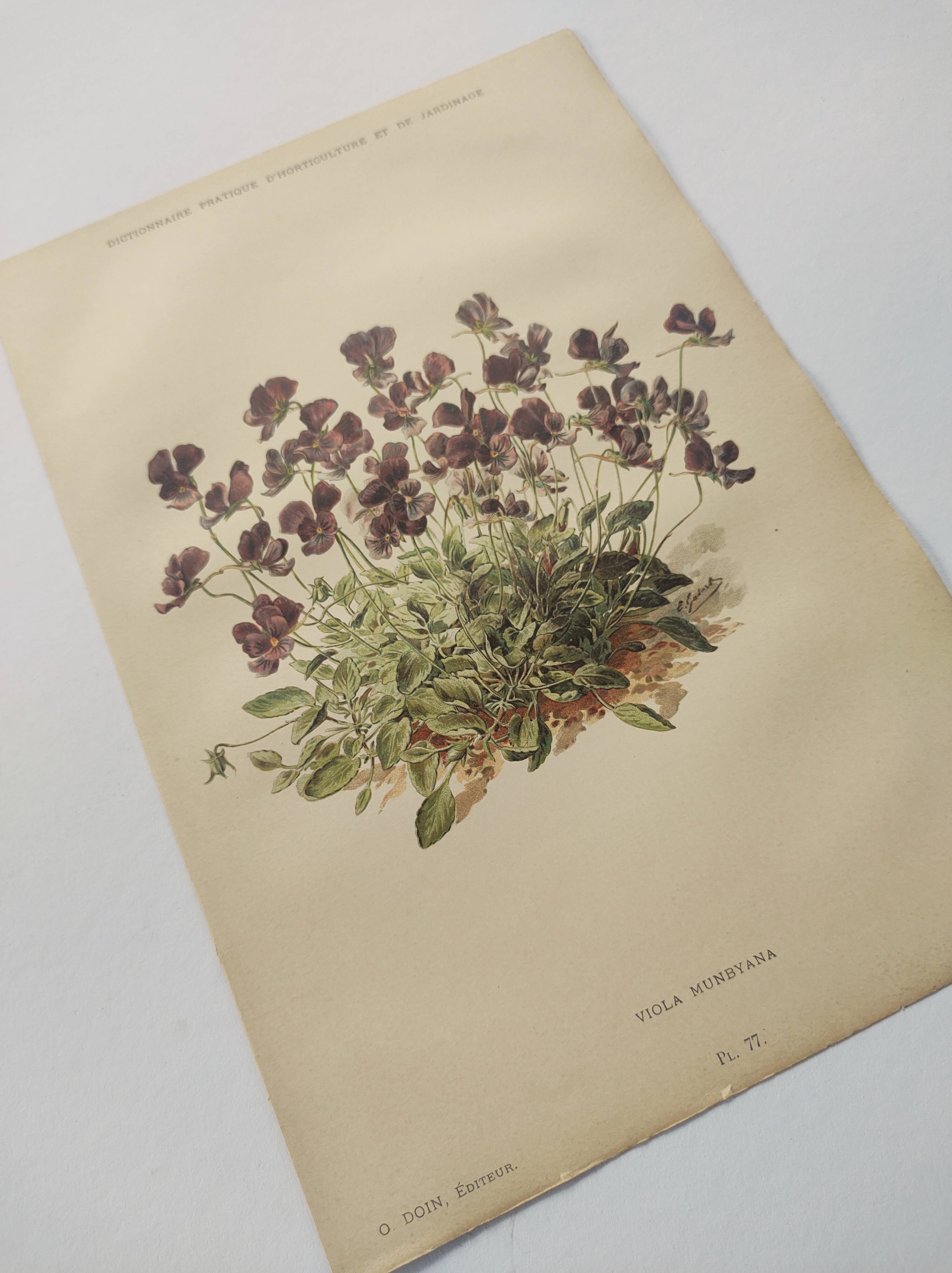 Affiche botanique ancienne - Viola - Gravure de fleur 1899 vintage