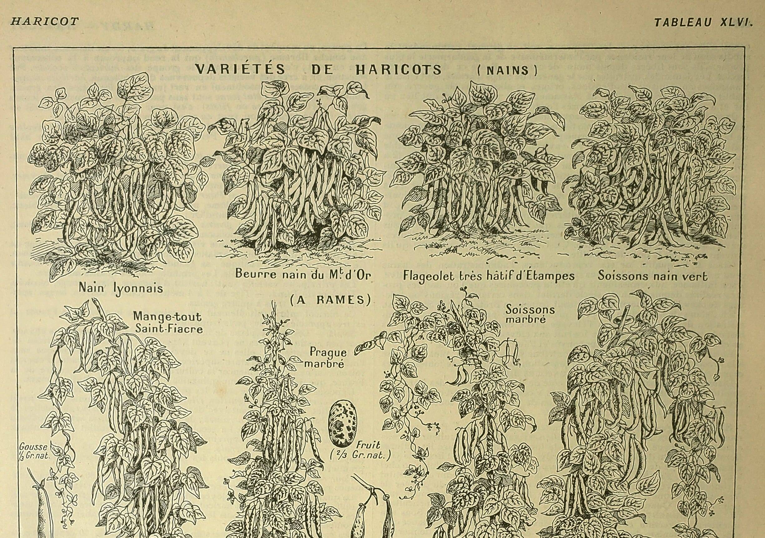 Gravure ancienne 1921 - Haricots par M. Dessertenne - planche du potager