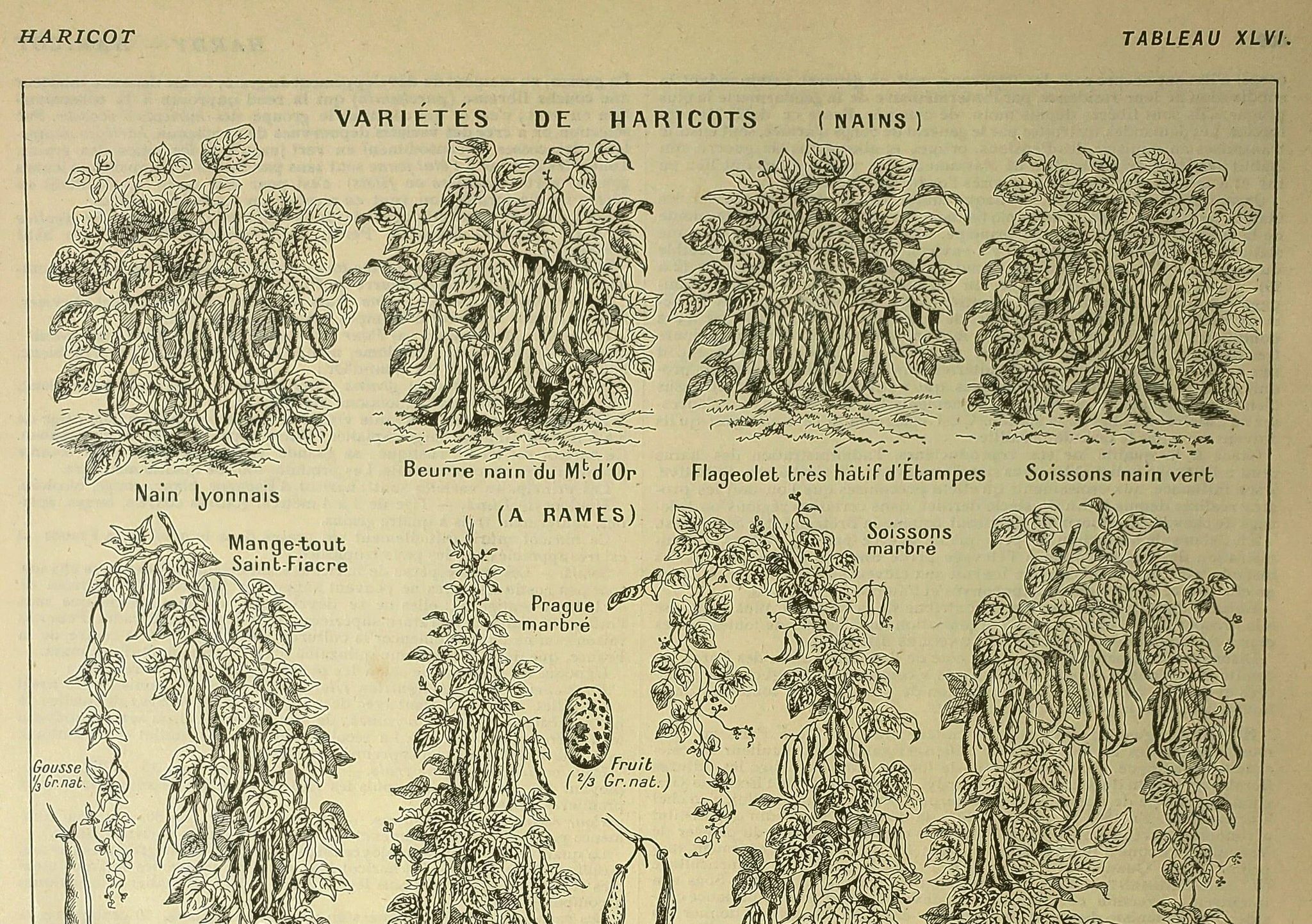 Antique engraving, 1921 - Beans by M. Dessertenne - vegetable garden plate