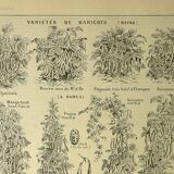Gravure ancienne 1921 - Haricots par M. Dessertenne - planche du potager