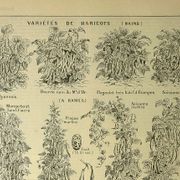 Antique engraving, 1921 - Beans by M. Dessertenne - vegetable garden plate