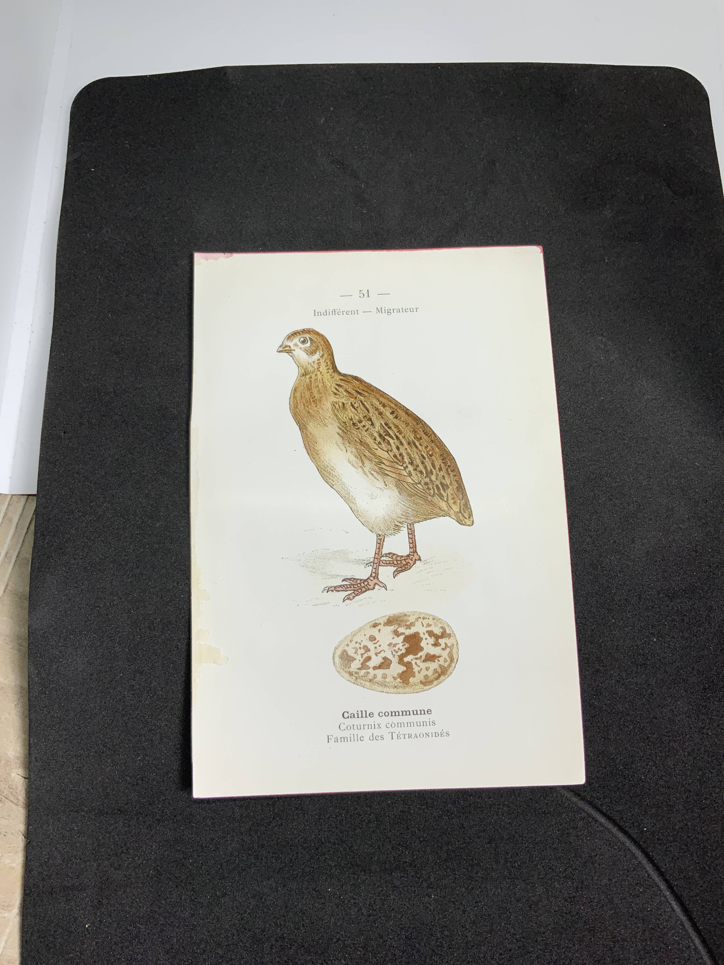 Naturalist plate old birds double-sided engraving work 1908 G. Denise
