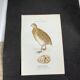 Naturalist plate old birds double-sided engraving work 1908 G. Denise