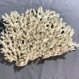 White coral