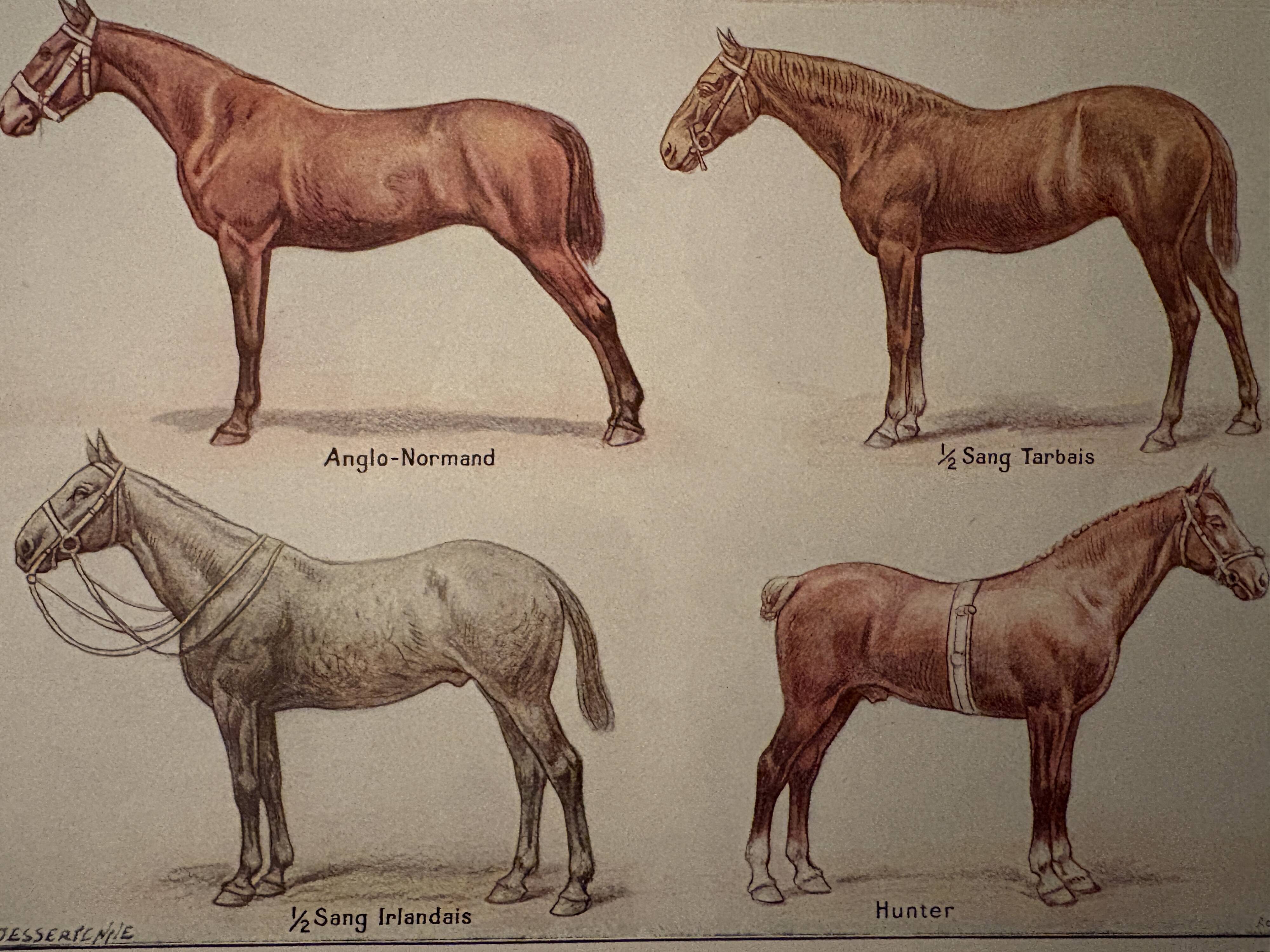 Lithograph on horse breeds - 1920