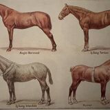 Lithograph on horse breeds - 1920