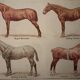 Lithograph on horse breeds - 1920