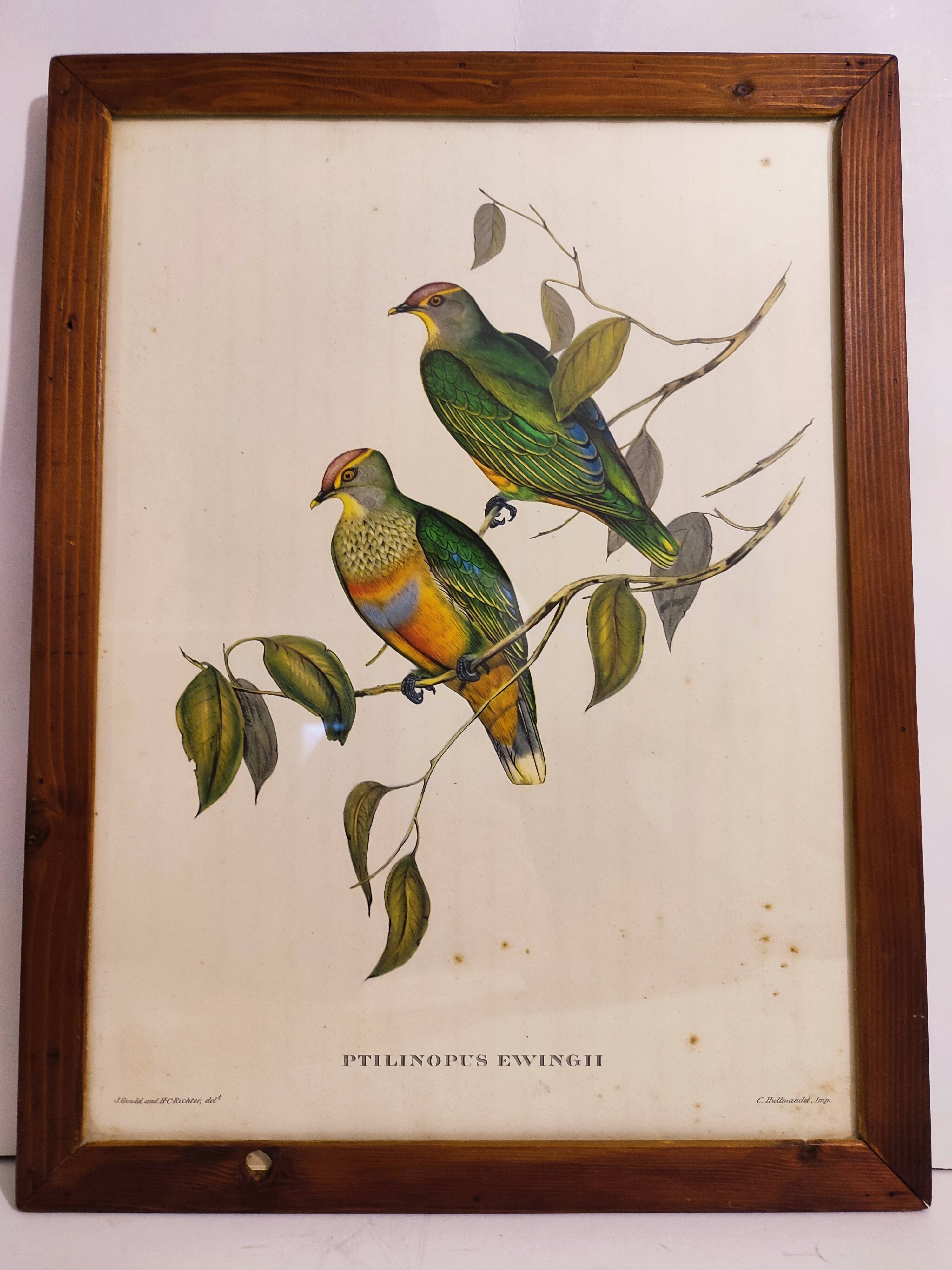 Gould Bird Lithograph Painting / 1950's England / Ptilinopus Ewingii