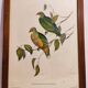 Gould Bird Lithograph Painting / 1950's England / Ptilinopus Ewingii