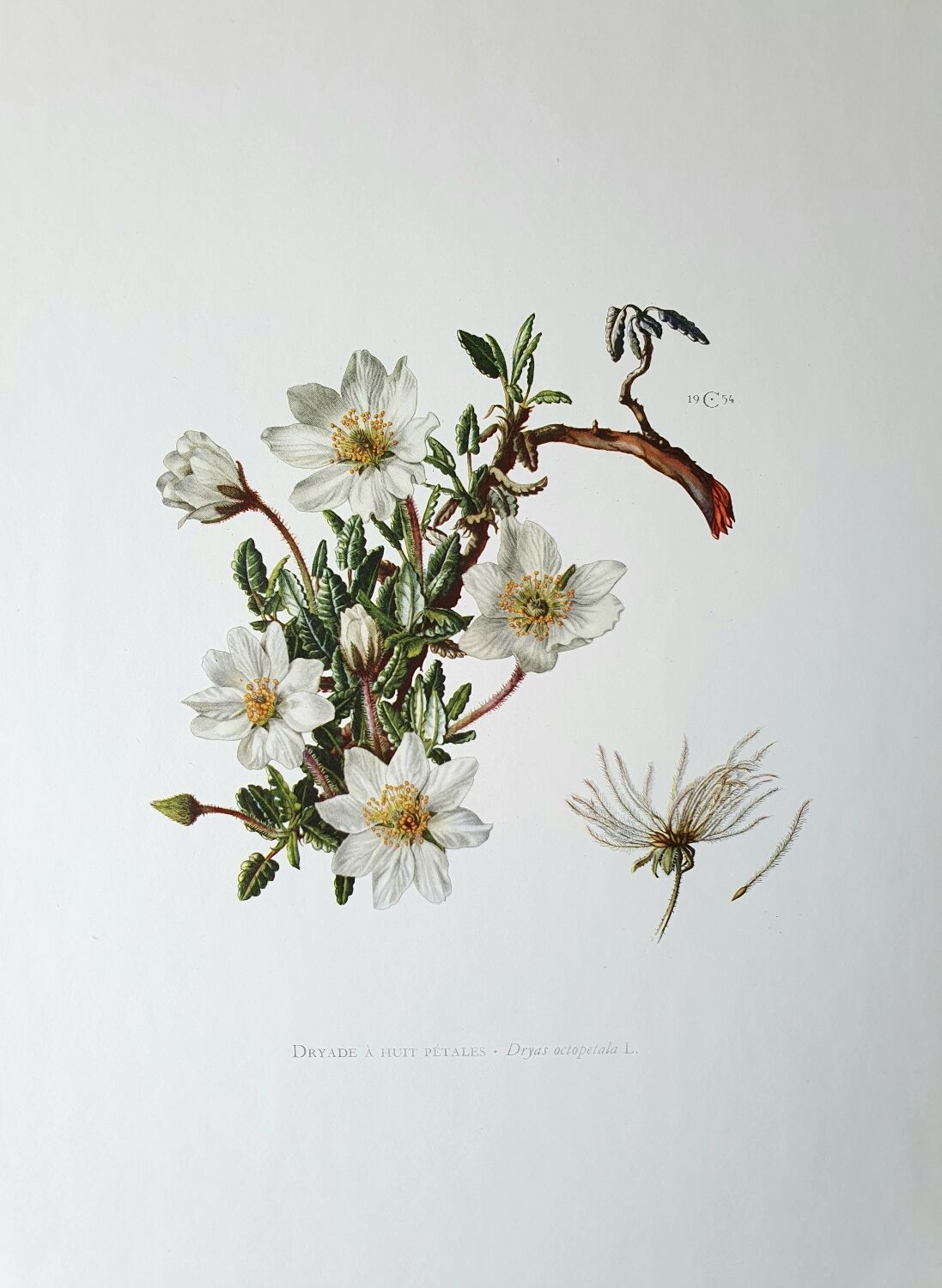 Dryad botanical board