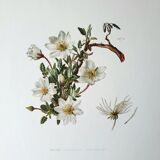 Dryad botanical board