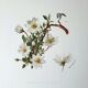 Dryad botanical board