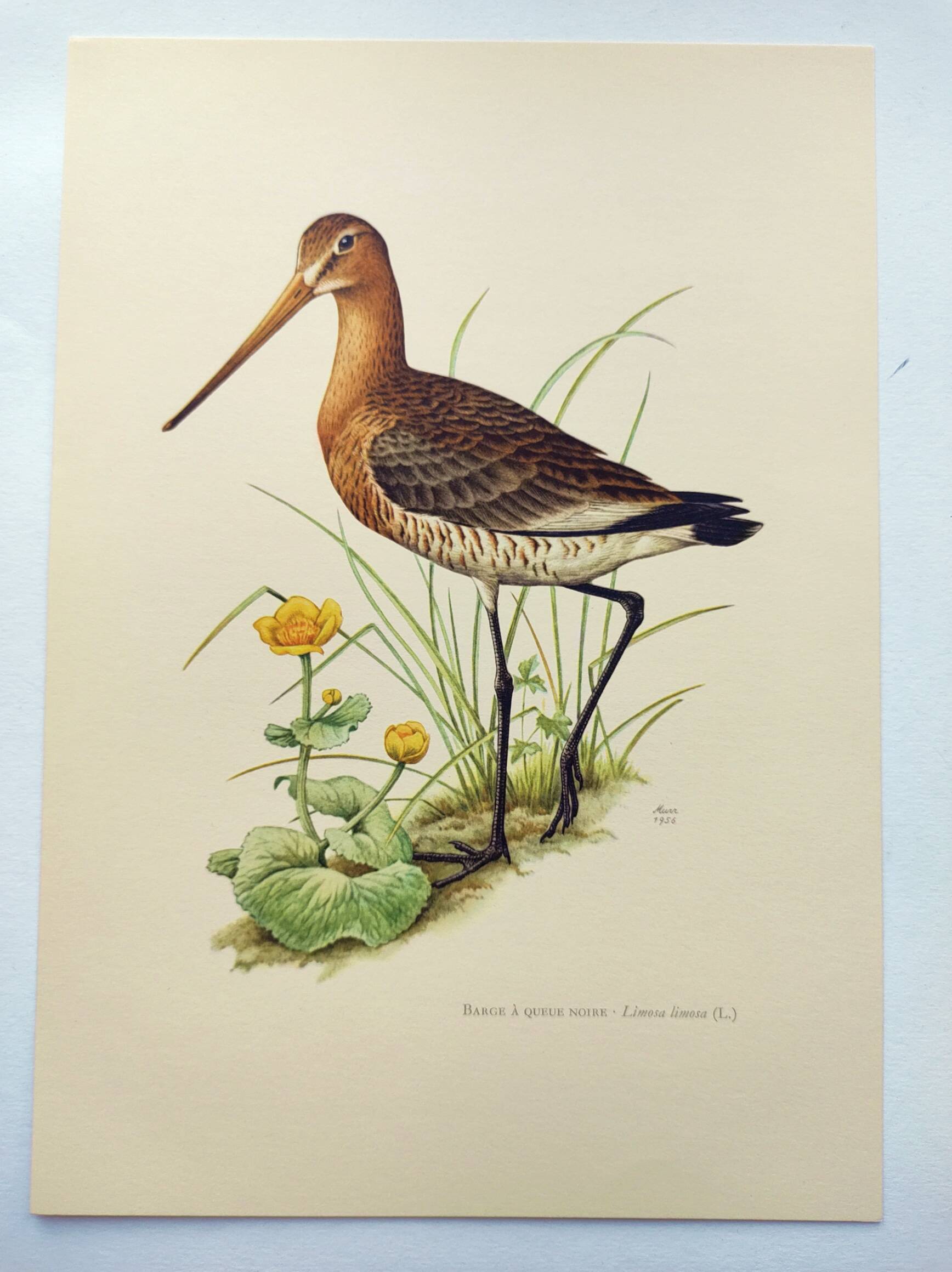 Antique bird print from the 1960s - Black-tailed Godwit - Illustration
