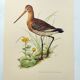Antique bird print from the 1960s - Black-tailed Godwit - Illustration