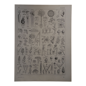 Lithographie originale sur les plantes