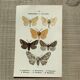 Vintage botanical plate antique butterfly engraving 1903 double-sided G. Denise
