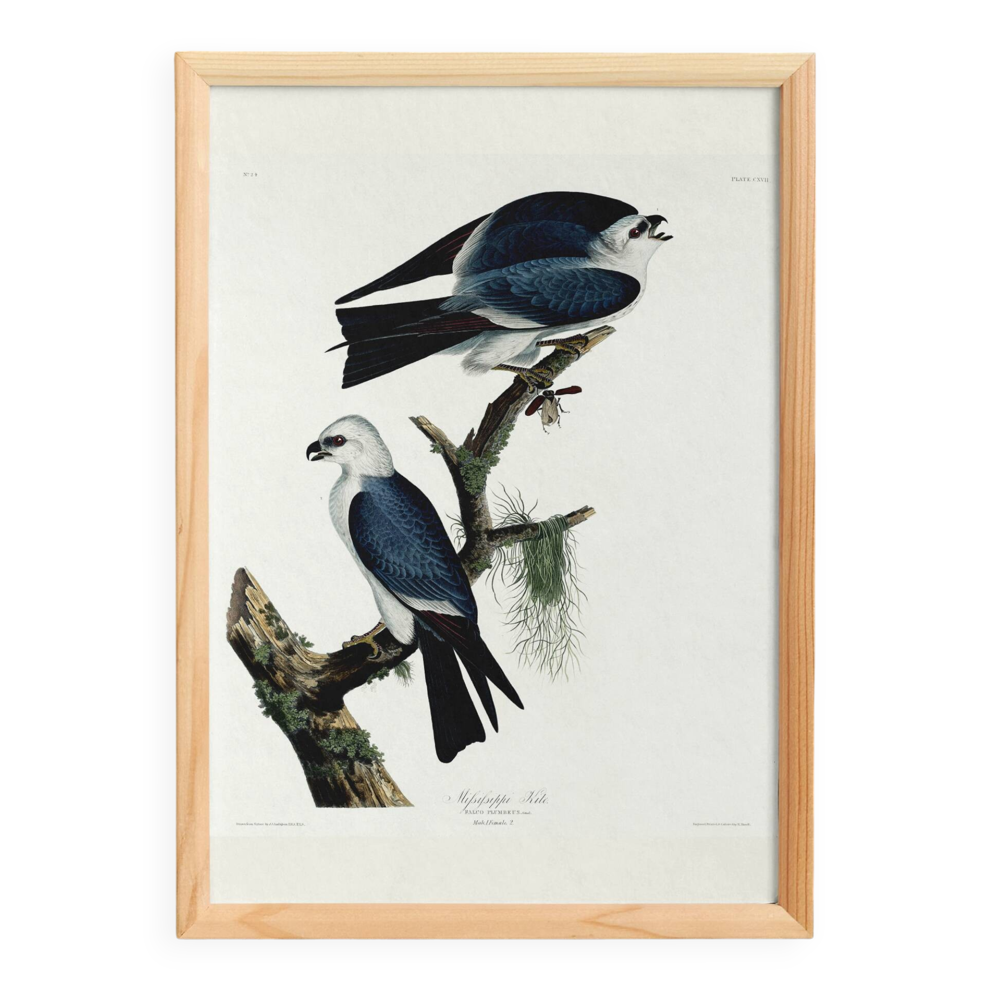 Poster about the Mississippi Kite, based on an old engraving from 1827.