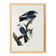 Poster about the Mississippi Kite, based on an old engraving from 1827.