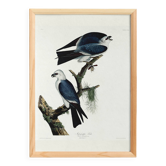 Poster about the Mississippi Kite, based on an old engraving from 1827.