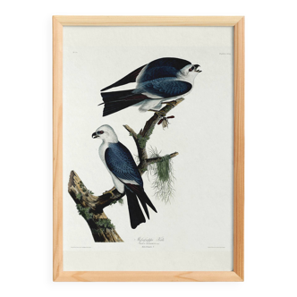 Poster about the Mississippi Kite, based on an old engraving from 1827.