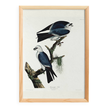 Poster about the Mississippi Kite, based on an old engraving from 1827.