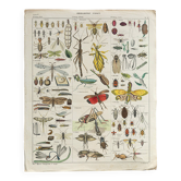 Vintage botanical illustration of mushroom by E. Hochdanz, Stuttgart, Germany.