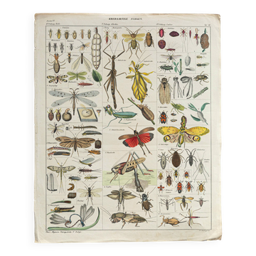 Vintage botanical illustration of mushroom by E. Hochdanz, Stuttgart, Germany.