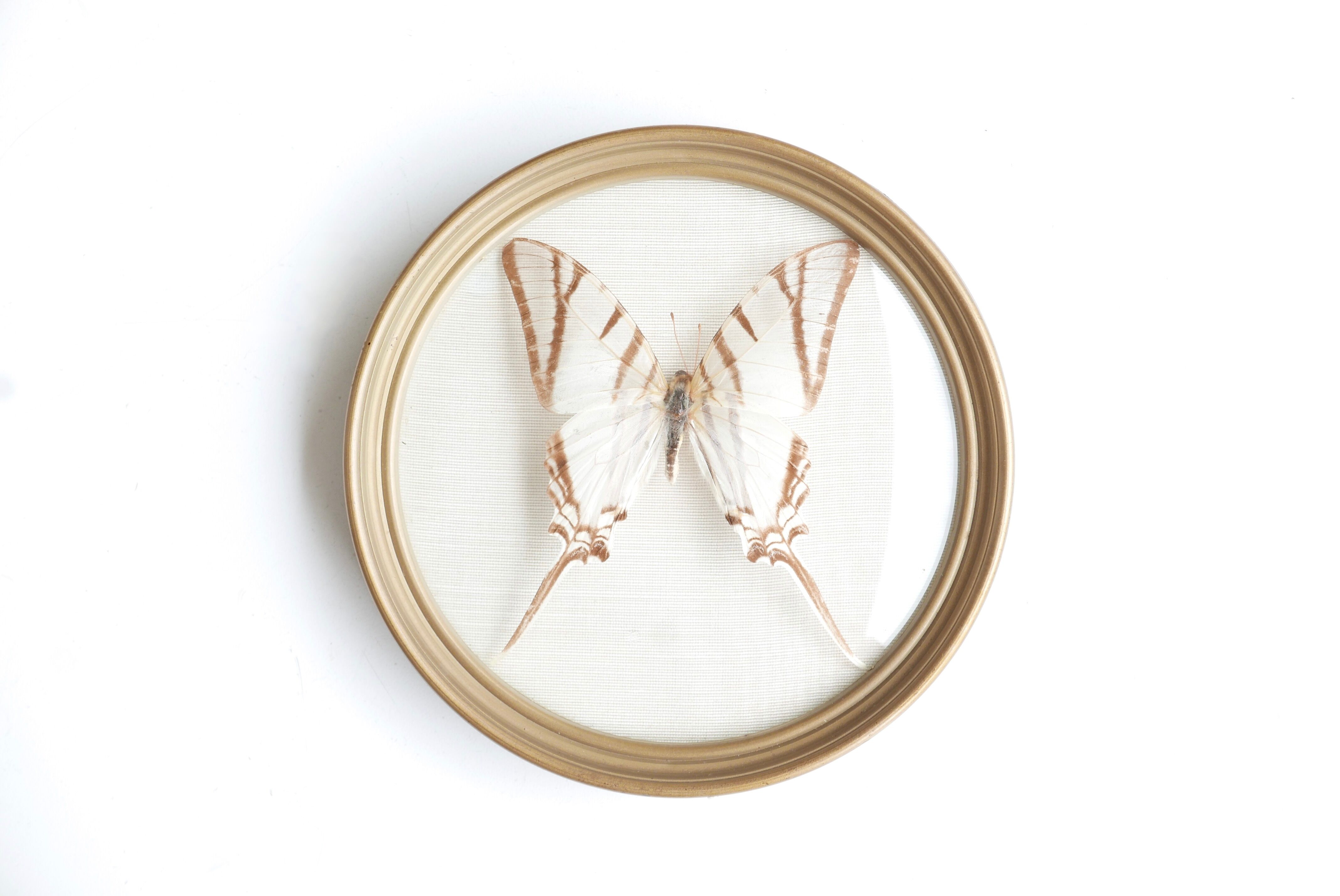 Domed showcase frame, naturalized white butterfly, 60s