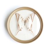 Cadre vitrine bombée, papillon naturalisé blanc, années 60