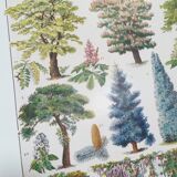 Lithograph on garden trees "locust"