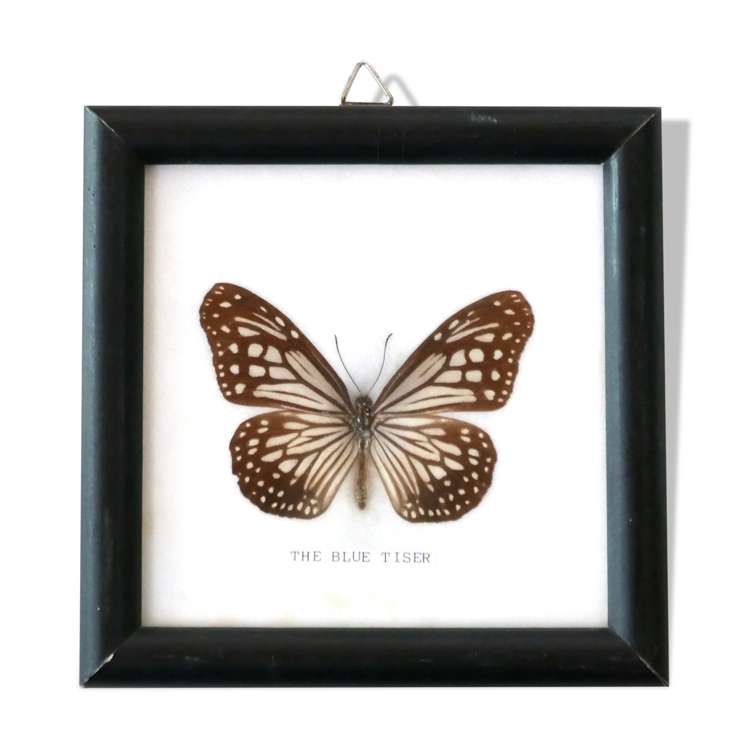 Showcase frame, naturalized butterfly "The blue tiser", 60s