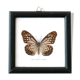 Showcase frame, naturalized butterfly "The blue tiser", 60s