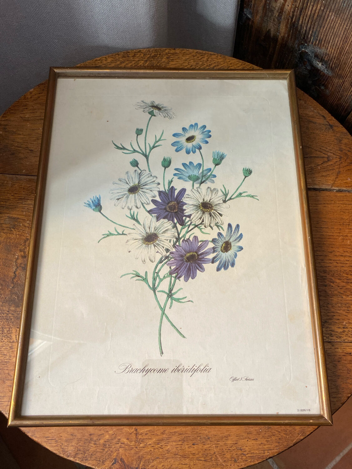 Poster, botanical plate Brachycome iberidifolia