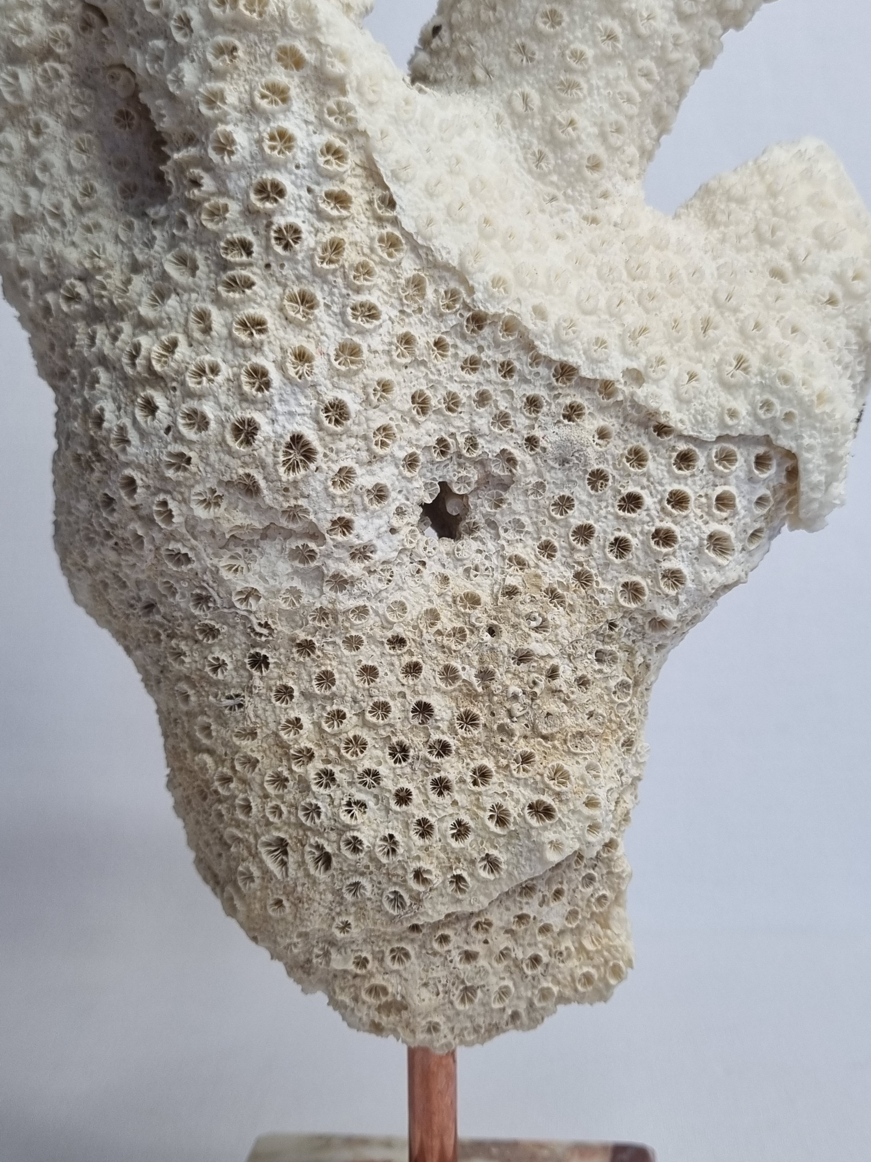 Old white coral branch on pedestal, 27 cm