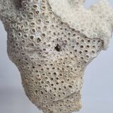 Old white coral branch on pedestal, 27 cm