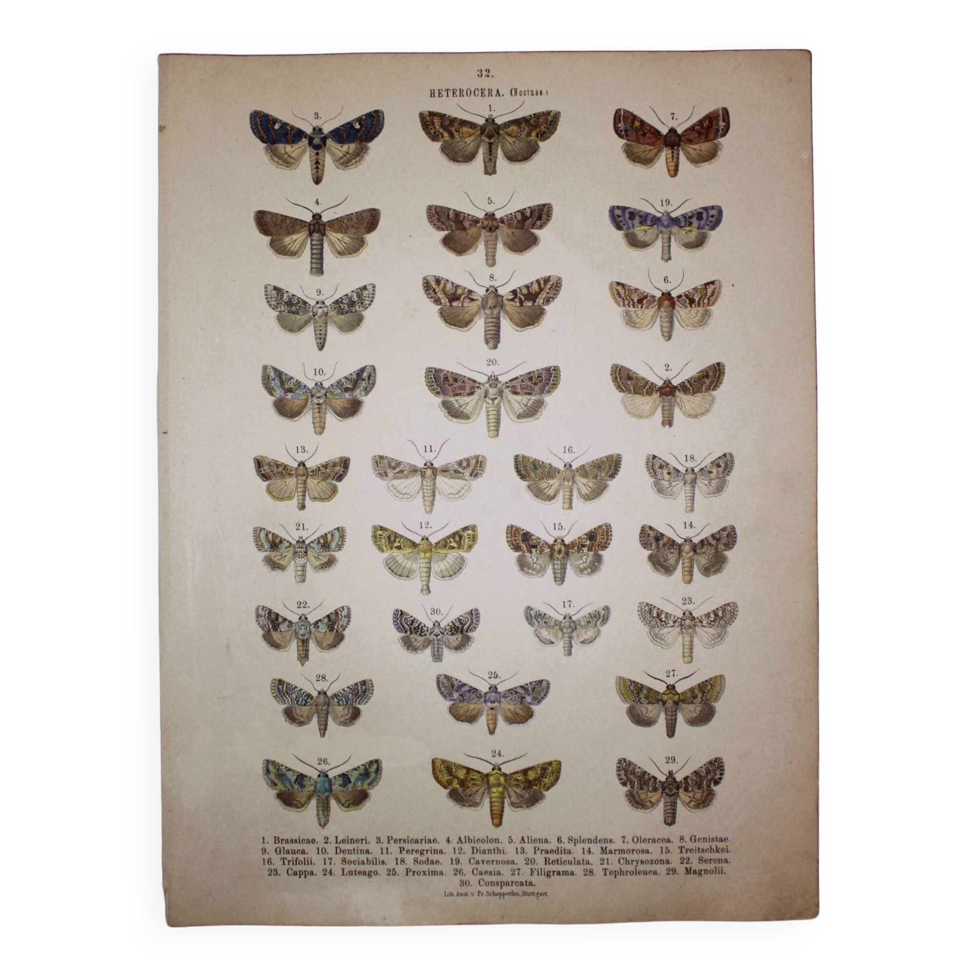 Antique print of Butterflies - Lithograph from 1887 - Brassicae - Original illustration