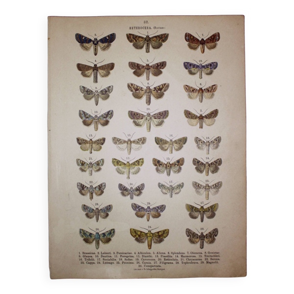 Gravure ancienne de Papillons - Lithographie de 1887 - Brassicae - Illustration originale